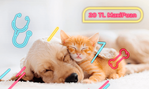 Pet kampanyasına yönelik uyuyan yavru kedi ve köpek görseli