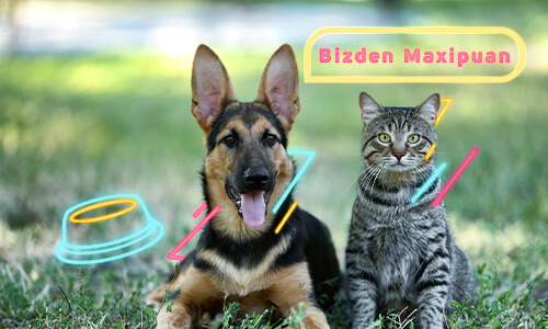 Bir kedi bir köpek ve neon mama kabı görseli